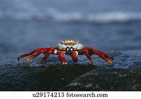 Ecuador Galapagos Islands Sally Lightfoot Crab on rock close up