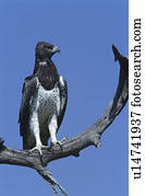 Martial Eagle (Polemaetus bellicosus) perching on branch