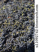 Abundance of grapes