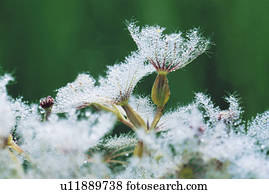 Delicate Flowers Covered in Dew