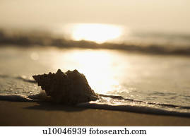 concha conch, ligado, praia, com, waves.