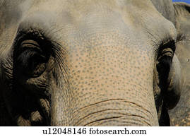 elefante