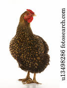 dourado, atado, Wyandotte, galinha