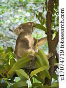 koala, em, árvore, comer, eucalipto, folhas, em, Australia.