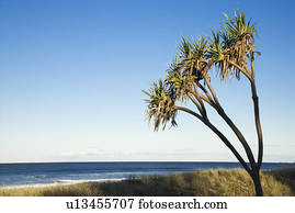 árvore palma, ligado, praia, ligado, paraíso surfistas, Australia.