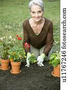 A senior woman gardening