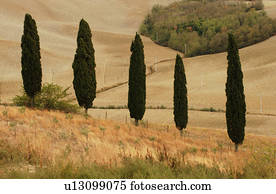 paisagens, -, tuscany, itália