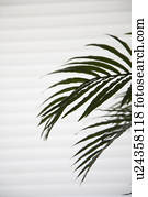 Palm leaf in front of blinds