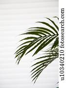 Palm leaf in front of blinds