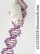 branca, rato, e, adn