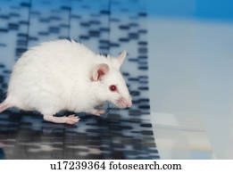 branca, rato, e, adn