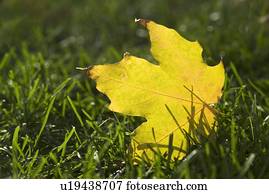 caído, folha amarela, ligado, grama verde