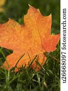 caído, laranja, folha, ligado, grama verde