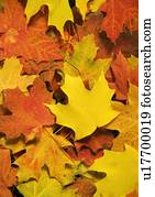 closeup, de, caído, outono sai