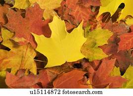 closeup, de, caído, outono sai