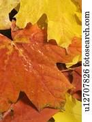 closeup, de, caído, outono sai