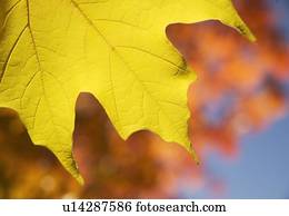 closeup, de, outono sai