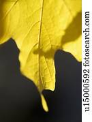 closeup, de, um, amarela, folha outono