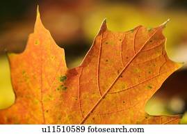 closeup, de, um, folha outono