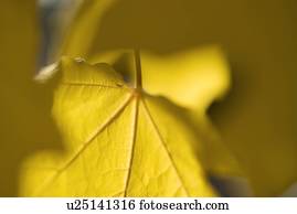 closeup, de, um, folha outono