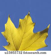 folha amarela, contra, um, céu azul