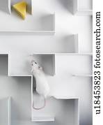 rato, em, um, labirinto