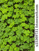 trevo, madeiras muir, parque nacional, califórnia, eua