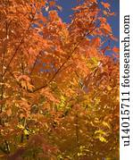 um, árvore, em, cheio, cor outono