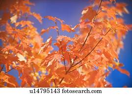 um, árvore, em, cheio, cor outono