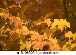 um, árvore, em, cheio, cor outono