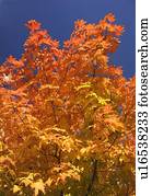 um, árvore, em, cheio, cor outono