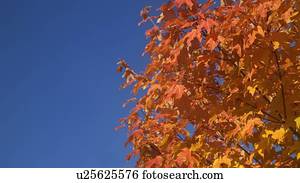 um, árvore, em, cheio, cor outono