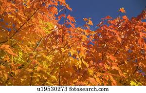 árvores, em, cheio, cor outono