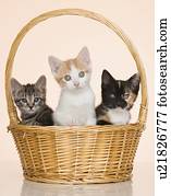 gatinhos, em, cesta