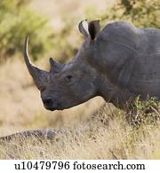 Side view of rhinoceros