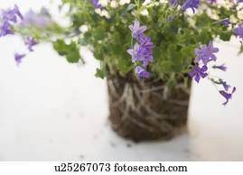 Closeup of delicate flowers