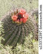 Zusammen mit Kaktus mit Blumen, Arizona, vereinten Staaten