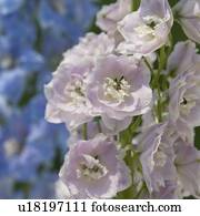 Close up of delicate flowers