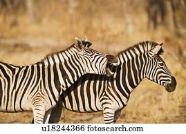 dois, zebras, estar grama