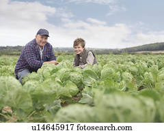 agricultor, e, filho, em, colheita, campo