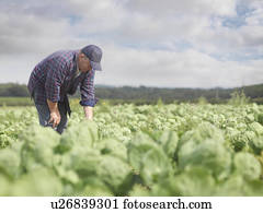 agricultor, em, colheita, campo