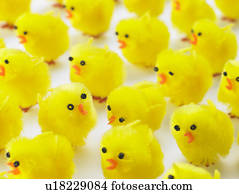Abundance Of Easter Chicks