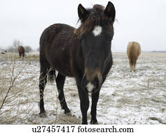 Horse in Full Length