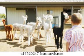 menino jovem, em, lhama, caneta