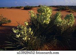 Blooming Torrey yucca in desertiert
