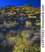 Wüstenlandschaft mit blühenden Rinderbrust, Joshua, Nationalpark