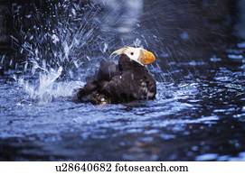 A tufted puffin bathing at the Sea Life Center