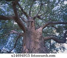 Baobab tree, Tanzania, Africa