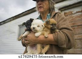 três, filhotes cachorro