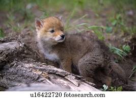 coiote, filhote cachorro